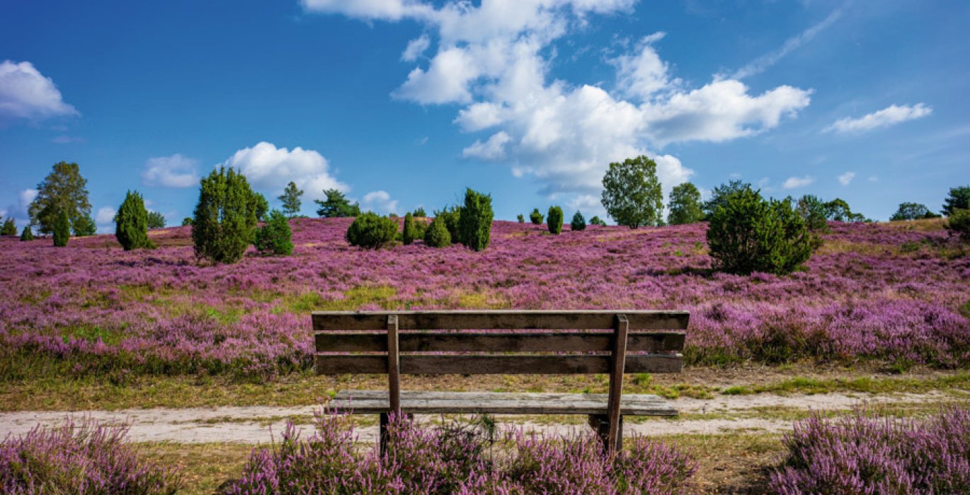 Lüneburger Heide 