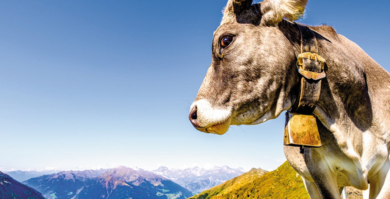 Bergkuh am Jaufenpass

