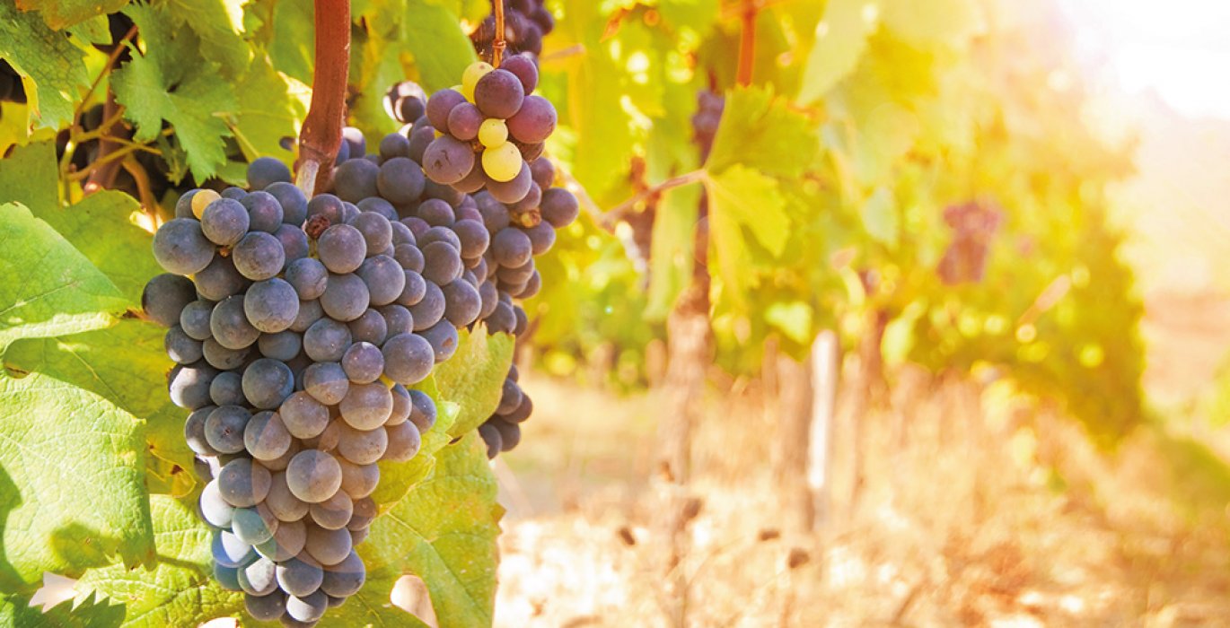 Weinreben
