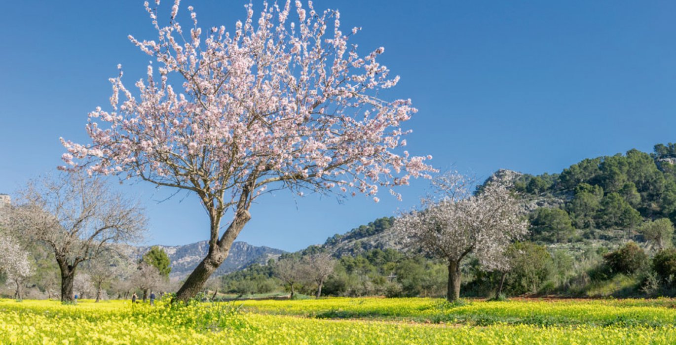 Mallorca - Mandelblüte 