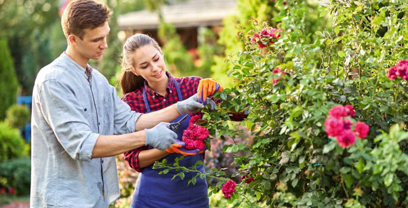 Guy and girl gardeners cut the rose bush in the wonderful garden