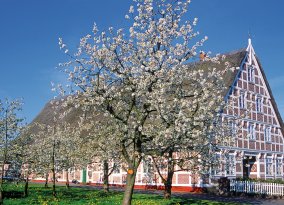 Altes Land zur Apfelbaumblüte
