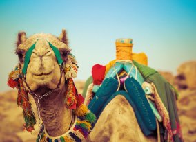 Kamel in der marokkanischen Sahara
