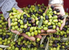 Olivenernte in Ligurien
