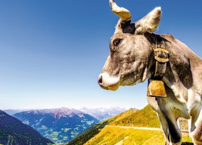 Bergkuh am Jaufenpass
