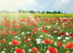 Blumenwiese in Niedersachsen
