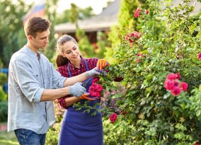 Guy and girl gardeners cut the rose bush in the wonderful garden