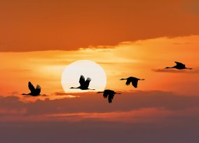 Kranichzug und Ahrenshoop
