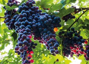 Weinanabau in Bardolino
