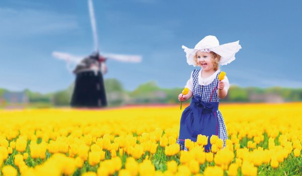 Tulpenblüte in Holland